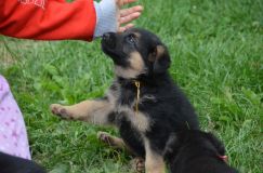 2012-juil-01-puppylady071.jpg