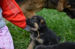 2012-juil-01-puppylady072.jpg