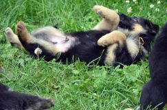 2012-juil-01-puppylady073.jpg