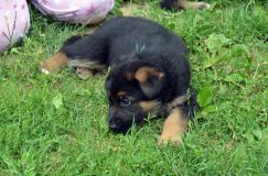 2012-juil-01-puppylady075.jpg