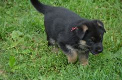 2012-juil-01-puppylady076.jpg