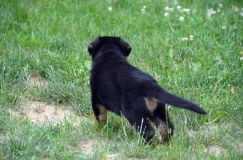 2012-juil-01-puppylady077.jpg