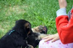 2012-juil-01-puppylady078.jpg