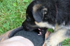 2012-juil-01-puppylady079.jpg