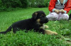 2012-juil-01-puppylady080.jpg