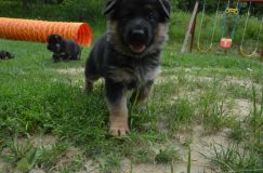 Nom du fichier=2012-juil-01-puppylady081.jpg
Taille du fichier=245Ko
Dimensions : 1200x795
Ajouté le : 01 Juillet 2012 2012-juil-01-puppylady081.jpg