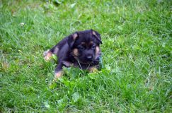 2012-juil-01-puppylady082.jpg