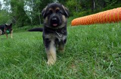 2012-juil-01-puppylady083.jpg