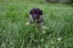 2012-juil-01-puppylady084.jpg