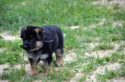 2012-juil-01-puppylady085.jpg