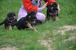 Nom du fichier=2012-juil-01-puppylady086.jpg
Taille du fichier=185Ko
Dimensions : 1200x795
Ajouté le : 01 Juillet 2012 2012-juil-01-puppylady086.jpg