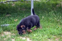 2012-juil-01-puppylady089.jpg