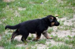 2012-juil-01-puppylady090.jpg