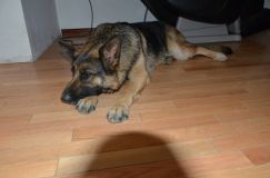 2012-juil-02-puppylady001.jpg