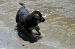 2012-juil-02-puppylady004.jpg