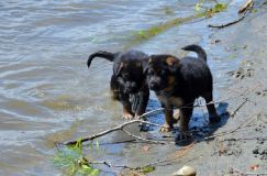 2012-juil-02-puppylady007.jpg