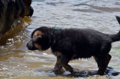 2012-juil-02-puppylady008.jpg