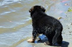 2012-juil-02-puppylady013.jpg