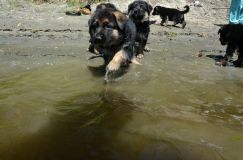 2012-juil-02-puppylady017.jpg