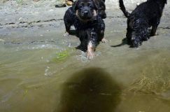 2012-juil-02-puppylady018.jpg