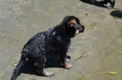 2012-juil-02-puppylady021.jpg