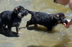 2012-juil-02-puppylady022.jpg