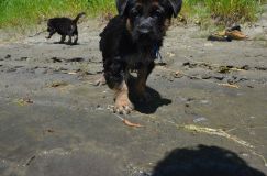 2012-juil-02-puppylady025.jpg