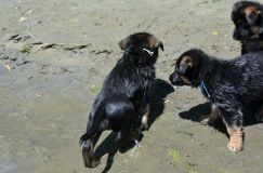 2012-juil-02-puppylady035.jpg