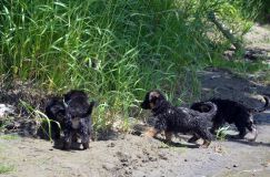 2012-juil-02-puppylady044.jpg