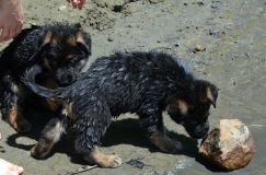 2012-juil-02-puppylady049.jpg