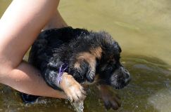 2012-juil-02-puppylady050.jpg