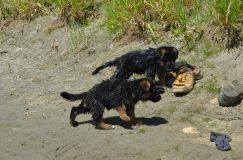 2012-juil-02-puppylady056.jpg