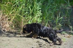 2012-juil-02-puppylady061.jpg