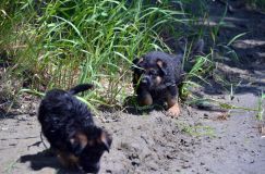 2012-juil-02-puppylady062.jpg