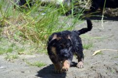 2012-juil-02-puppylady063.jpg