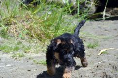 2012-juil-02-puppylady064.jpg