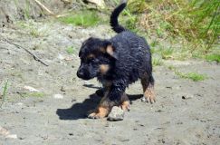 2012-juil-02-puppylady065.jpg