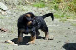 2012-juil-02-puppylady067.jpg