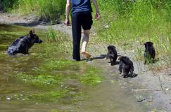 2012-juil-02-puppylady070.jpg