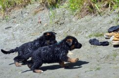 2012-juil-02-puppylady071.jpg