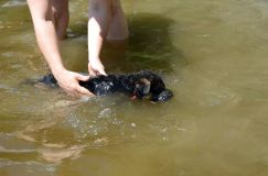 2012-juil-02-puppylady072.jpg