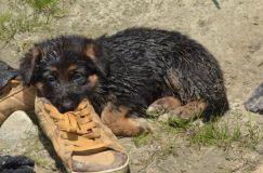 2012-juil-02-puppylady080.jpg