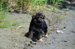 2012-juil-02-puppylady081.jpg