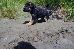 2012-juil-02-puppylady083.jpg