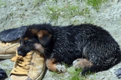 2012-juil-02-puppylady086.jpg