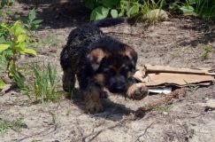 2012-juil-02-puppylady088.jpg