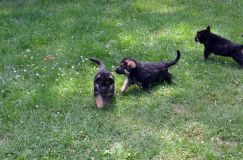 2012-juil-02-puppylady091.jpg