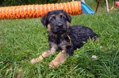 2012-juil-02-puppylady092.jpg