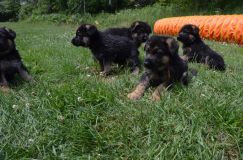 2012-juil-02-puppylady093.jpg