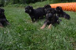 2012-juil-02-puppylady094.jpg
